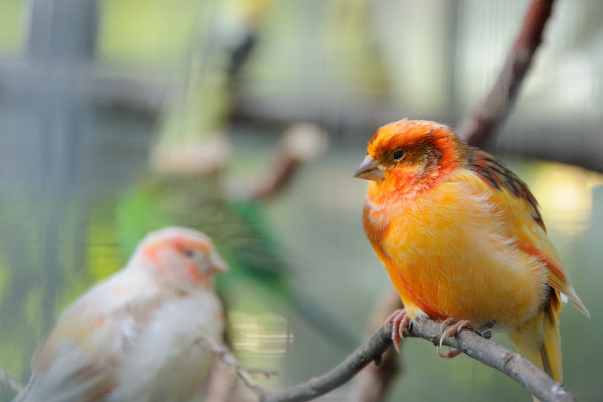 Birds at an Aviary