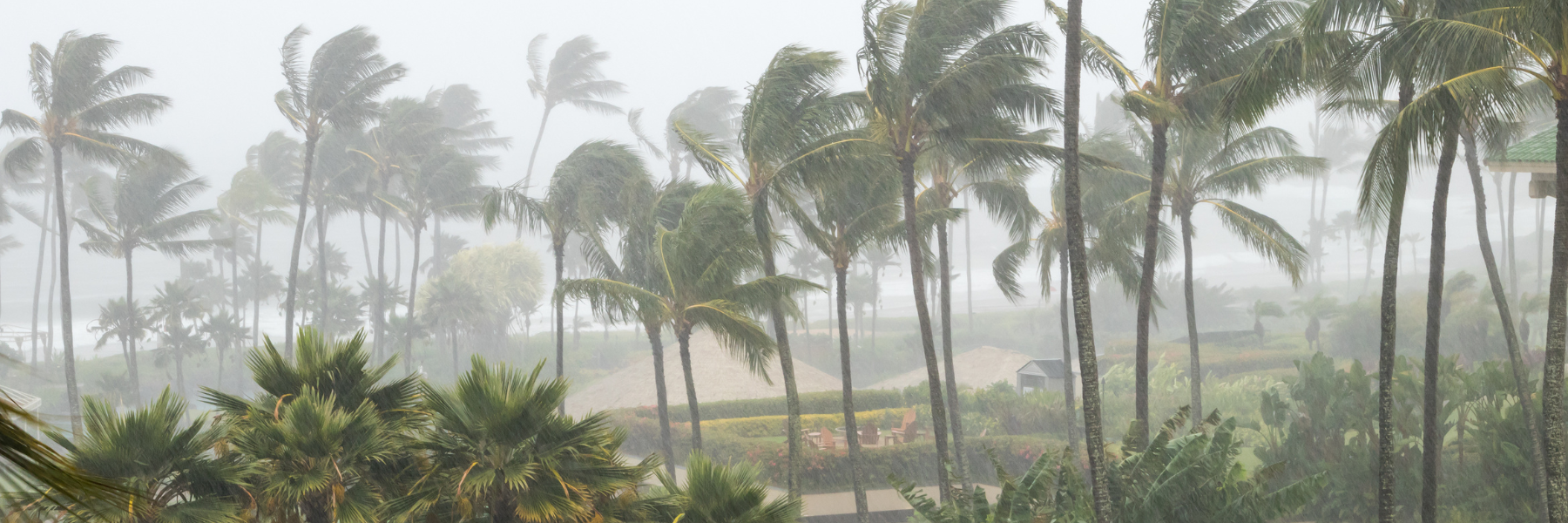 A group of palm trees.